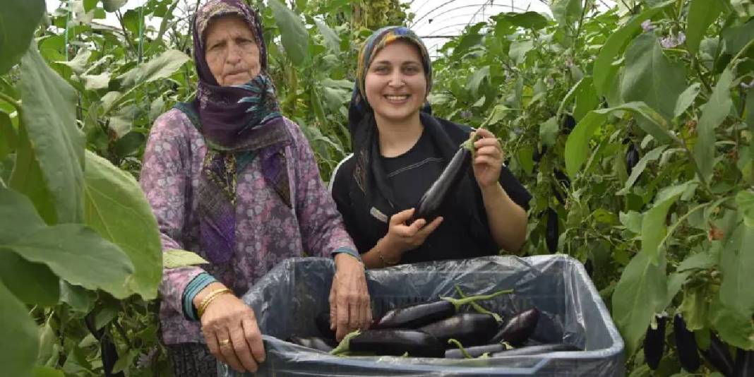 Nineden toruna geçen üretim! 3 kuşaktır yaz-kış demeden hasat yapıyorlar 1